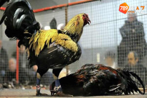 Đấu trường đá gà Thomo kịch tính, quyết liệt