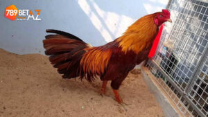 Chiêm ngưỡng vẻ đẹp của gà khét