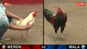 Đá gà loại hình cá cược có tỉ lệ người tham gia đông đảo